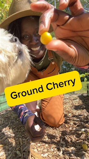 🍒🍡🍭Sweet Ground Cherry🙌🏾 #cherries #Tomatoes #garden #orchard #fruits #harvest #sweettreats #organicfood #organicgardener #urbangardening #cherrytomatoes #permaculture #inspiration #motivation | GroLeafy with Alethea