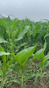 18 reactions |  Farmers say corn should be knee high by the 1st of July... but our corn maze is growing by leaps and bounds with the recent rain!  Check out the incredible progress of our corn maze here at Rounds Ranch. Can you believe how quickly it's shooting up? It's like a green labyrinth ready to be explored!  #CornMazeAdventures #FarmFun #RoundsRanch #FamilyMemories | Rounds Ranch | Facebook