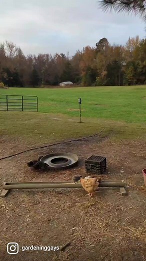 Chicken and duck stampede #GardeningGays #farm #farmlife #animals #chicken #duck #funny | Gardening Gays