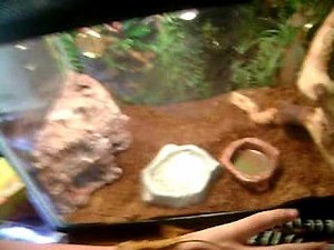 Crested Gecko Care