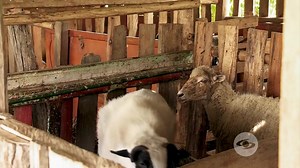 2.2K views · 78 reactions | Construcción de un aprisco económico  La Finca de Hoy | ElektroChoke Cercos Eléctricos | Facebook