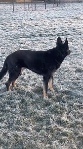 She watches and waits! #loyalty #friendship | The Hoof Cowboy