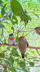 5.3K views · 93 reactions | Allen's hummingbird (Selasphorus sasin)...