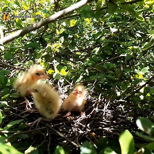 Black bittern Birds Little birds in a beautiful nest (EP26) Beautiful Black bittern Birds | Review Bird Nest