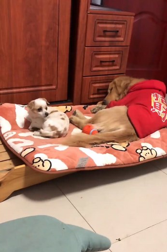 Latest Funny Dogs Moments Try Not To Laugh Funny Dog Videos Clips 🐶😂😂 -EPS942 @CuteAnimalShare #dogs #cutedogs #cutepets #cuteanimals #cuteanimalshare #funnydogs #funnypets #funnyanimals #funnyvideos #dogsfunny #dogsfunnyvideos #dogshorts #viralvideos | Cuteanimalshare