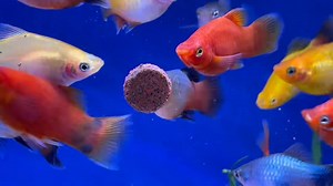 2.8K views · 45 reactions | Mixed Platys  Platy fish...