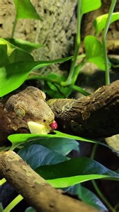177K views · 494 reactions | New Caledonian Giant Geckos are the largest geckos in the world. 年 Here is Kanak enjoying his banana. The 18-year-old giant gecko enjoys mealworms, crickets, and a variety of fruit.  : Keeper Christy | Point Defiance Zoo & Aquarium | Facebook