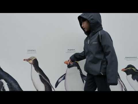 Penguin Size Comparison