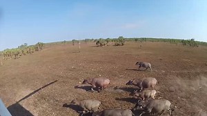 2.6K views · 80 reactions | Ever wanted to fly over the beautiful Kakadu National Park? That's what these guys are doing, as they use new GPS technology to track some of the 100,000 wild buffalo that roam the Northern Territory, in order to learn how to better manage them. See the story on Landline, Sunday at noon. | ABC Landline | Facebook