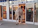 Surprising moment camel is spotted entering Bath & Body Works store