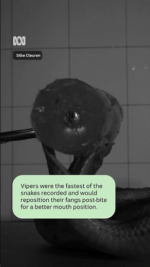 Snake bites captured on high speed camera as part of research study | ABC NEWS