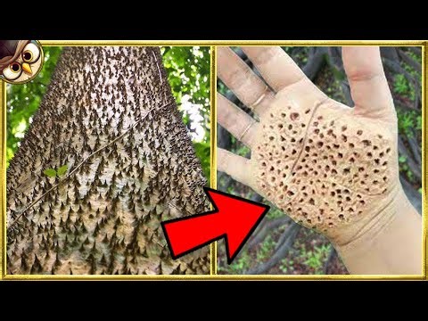20 Dangerous Trees You Should NEVER Touch