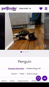 3.1K views · 21 reactions | “ November is Adopt a Senior Cat Month!...