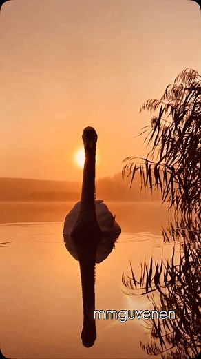 Once You Had Gold - Enya ♥️ | Romantic Love Songs