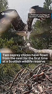 Osprey chicks take to the skies for the first time from wildlife reserve. #osprey #ospreychicks #scotland #firstflight #stv #stvnews | STV News