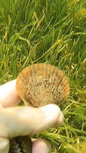 Ready for some family fun this summer? Dive into the scalloping season with Sodium Fishing Gear and create unforgettable memories! #Shoplocal #Fishing #Fishinglures #Sodiumfishing #Snook #Trout #Redfish #Fishingtackle #Fishingapparel #Shimano #Daiwa #Penn #Yeti #Reels #Rods #Costa #Fishingrods #Florida #Customapparel #Tarponfishing #Castnets #Weekendfishing #Fishpics #sodium | Sodium Fishing Gear | Facebook