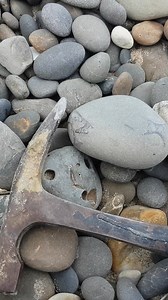 Vertebrae cluster 🦈 #fossil #sharks | Mamlambo