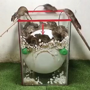 Make homemade mouse trap | Shonda