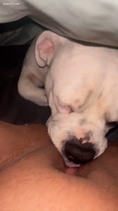 dog licks me clean till i pee and cum