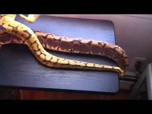 Adult Bumblebee and Spider Ball Python