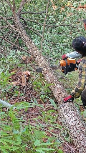 Demonstration of safe logging techniques with chainsaws