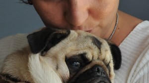 Brevard pug is the mug for MS, blindness