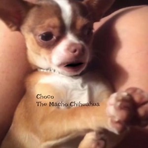 (Jennifer Tillman Jones) Prayer for Miss Paula Tillman❤️🐾🐶🙏🏻 | Choco the Macho Chihuahua