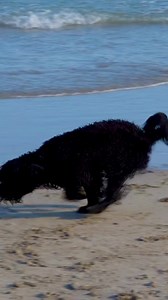 2.8K views · 12 reactions | 殺殺殺 at the Bal Harbour, Florida beach . | Joseph Levy | Facebook