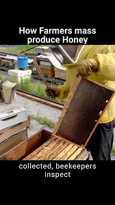 7.6K views · 24 reactions | Here's how farmers mass produced honey Today we are on a huge honey farm to see how they produce honey #honey #bees #food | Foodporn Eats | Facebook
