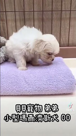 貝貝寵物專業犬舍-小型 瑪爾濟斯 00號