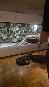 235K views · 1.9K reactions | #enclosure #terraristik #tigerpython #burmesepython #reptilekeeper #amazing #terrariumbau #reptilesoftiktok #tiktok #tiktokgermany #python #snake #tooltime #work #exoticpets #wow #terrarium #viral #viraltiktok #foryou #4u #schlange #kiss #love #foryoupage #passion #exotic #fy #fypシ #fypageシ゚ | Fabians Reptilienraum | Facebook