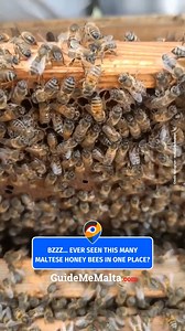 The Maltese honeybee is a symbol of our natural heritage and a key player in sustaining both our environment and agriculture 🐝🇲🇹 📷Instagram - maltesehoneybee #GuideMeMalta #bees #honey #malta | GuideMeMalta.com