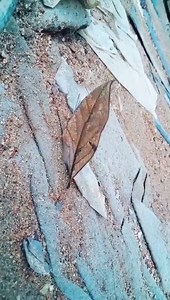 59K views · 1.3K reactions | Mariposa hoja seca (Kallima inachus) | TechnoCiencia Cultural | Facebook