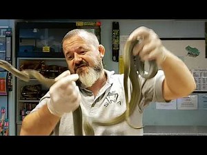 SNAKES ‘N’ ADDERS INTERMEDIATE SERIES\nEPISODE: 18 – PAPUAN OLIVE PYTHON\n(Apodura papuana)