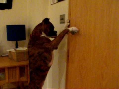 Boxer dog opens doors