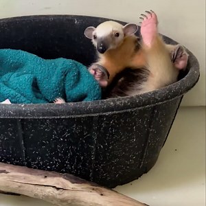 Good morning, Gonzo! 🥰 Gonzo is our 7-year-old, male tamandua. Tamanduas are excellent climbers, using their long prehensile tail for balance and support. | Point Defiance Zoo & Aquarium