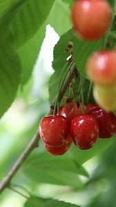 Gli insetti Drosophila suzukii e Cydia pomonella minacciano la produzione di mele e ciliegie in Italia. Eurac Research, Centro di Sperimentazione Laimburg, unibz e Gruppo FOS stanno sviluppando sistemi basati su sensori e intelligenza artificiale per contrastare il fenomeno. Credit: Eurac Research/Marina Baldo #INSTINCTproject #Laimburgresearchcentre #bolzano #bozen #artificialintelligence #ai #drosophilasuzukii #cydiapomonella #sustainability #fruit #cherries #euracresearch #agriculture #southt