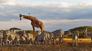 2K views · 111 reactions | A small herd of zebra are joined a giraffe at the ol Donyo lodge waterhole Great Plains Conservation #nature #wildlife #safari #webcam #livestreaming #zebra #giraffe | Africam | Facebook