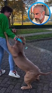 I understand that a muzzle affords us an added layer of safety and some comfort, but the handling in the first video was either intentional to add drama to the video, or a poor attempt at defensive handling and de-escalation. As a professional, even when handling a muzzled dog, there should be a concious effort to practice and improve your defensive handling skills. | Leader Of The Pack K9 Training