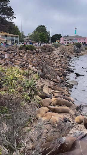 4M views · 45K reactions | The sea lions have taken over at Monterey fisherman’s wharf! If you visit please don’t try and pet them we watched a guy reach out and pet one and it almost bit him and then a woman tried and it turned around before she could they bite they have nasty bacteria and it won’t be good! Please be smart! | Slater Moore Photography | Facebook