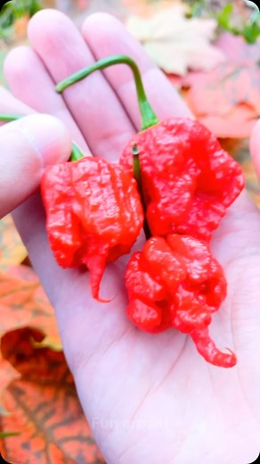 Carolina Reaper 🤯 #funcrowd #reels | Virat Vicky