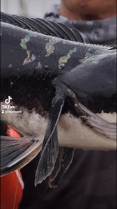 Collection of strikes on BX Skitter Frog 😎🎣 #rapala #rapalalures #fishing #memancing | Rapala