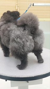 Pom👌 | Jungle Veterinary clinic