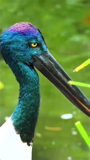 The black-necked stork (Ephippiorhynchus asiaticus)#Shorts #viral #shortsvideo
