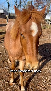 What color do you think he will end up? #colt #foal #color #horses | Patton Ranch