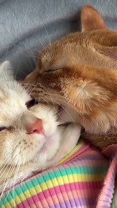 It's all a lovely bit 😂no harm occured 😻 | Perfection’