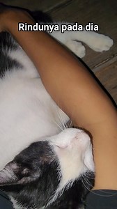 😞 #kucing #pughah | Haslan Chu