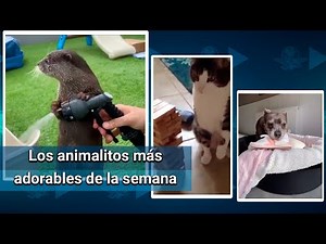 Los animales más adorables y divertidos en la pandemia