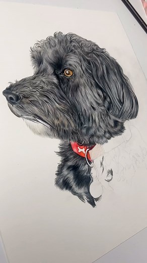✨Beautiful Ebony ✨ Colour pencil on Fabriano Atistico hot press 640 gsm watercolour paper. #katesprattart #pencildrawing #pencil #pencilsartist #colourpencil #dog #doggo #dogs #doggy #cockapoo | Kate Spratt Equine Art