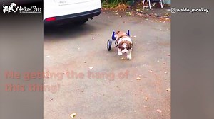 1.7K views · 91 reactions | Waldo is a 6.5-year-old Cockapoo, who was recently diagnosed with Intervertebral Disk Disease (IVDD). 3 days ago, his Walkin' Wheels arrived, and now he's taking off! Watch his progress :) @waldo_monkey | Walkin' Pets | Facebook